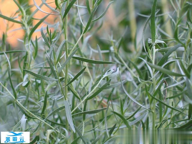 龙蒿的7个功效与作用（以及用途和副作用）