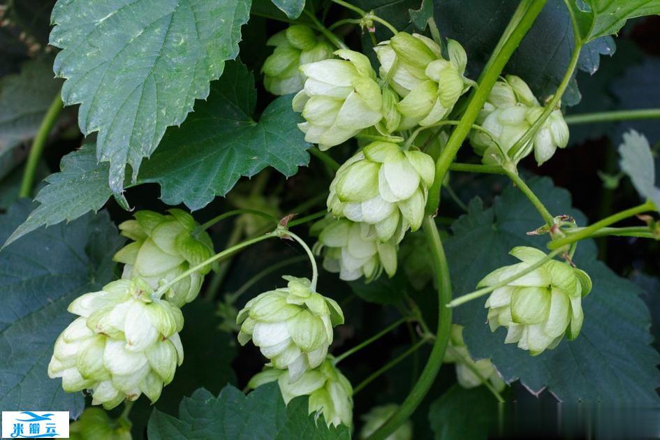 啤酒花是什么？啤酒花的10个功效与作用！