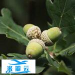 橡子可以吃吗?如何吃橡子?