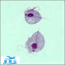 滴虫病基本情况介绍