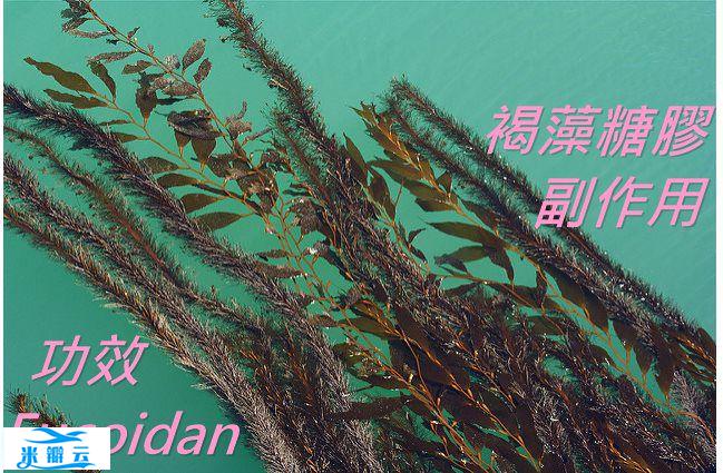 褐藻糖胶的5种功效与副作用（5点使用禁忌要小心）