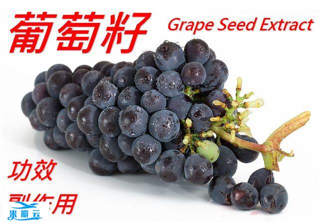 grape seed葡萄籽的5种功效及副作用（4点使用禁忌要留意）