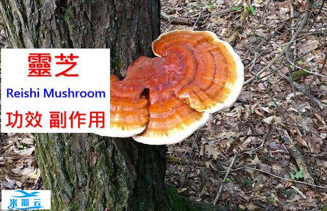 灵芝的7种实证功效与副作用（4点使用禁忌请小心）