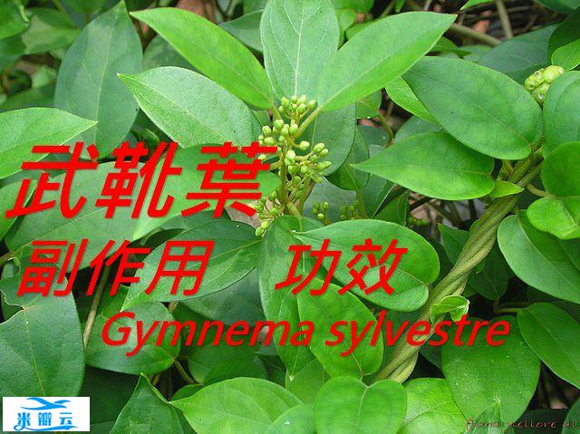武靴叶的5种功效与副作用（7点使用禁忌要小心）
