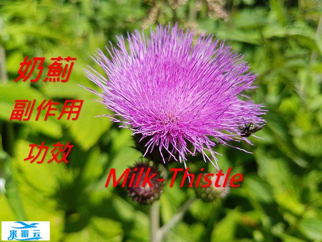 奶蓟的6种功效及副作用（4点使用禁忌要小心）-第1张图片