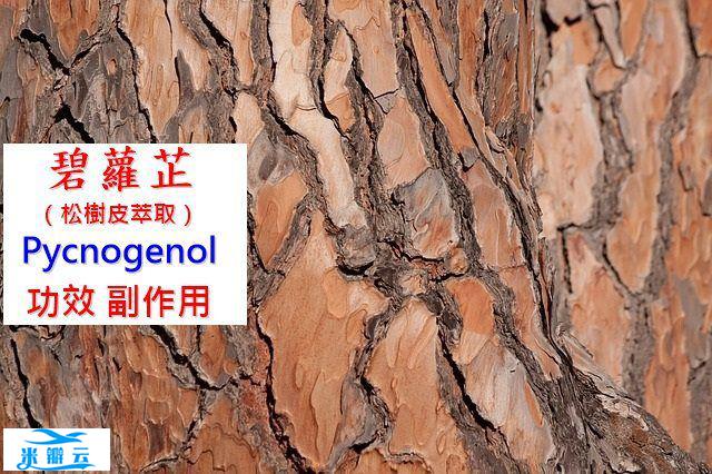 碧萝芷（松树皮萃取）的9种功效及副作用（7点使用禁忌要留意）