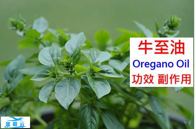 牛至油的5种功效与副作用（10点使用禁忌请小心）
