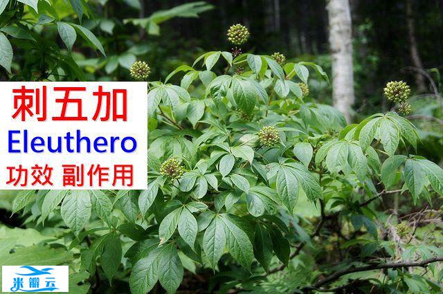 刺五加的11种功效与副作用（16点使用禁忌要小心）-第1张图片
