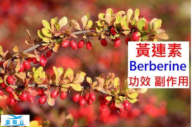 黄连素的6种功效及副作用（5点使用禁忌请小心）