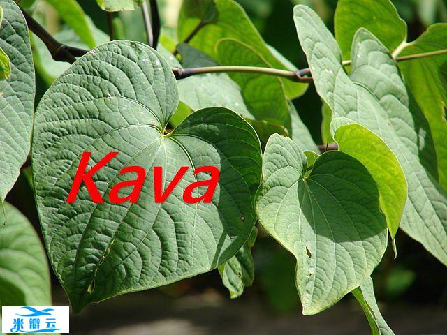 卡瓦胡椒的3种功效及副作用（7点使用禁忌要留意）