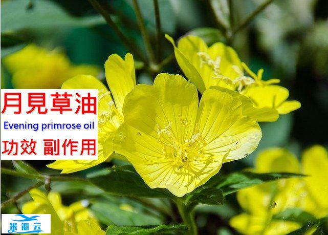 月见草油的9种功效及副作用（10点使用禁忌要小心）