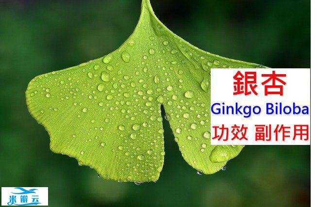 银杏的7种功效及副作用（18点使用禁忌要小心）