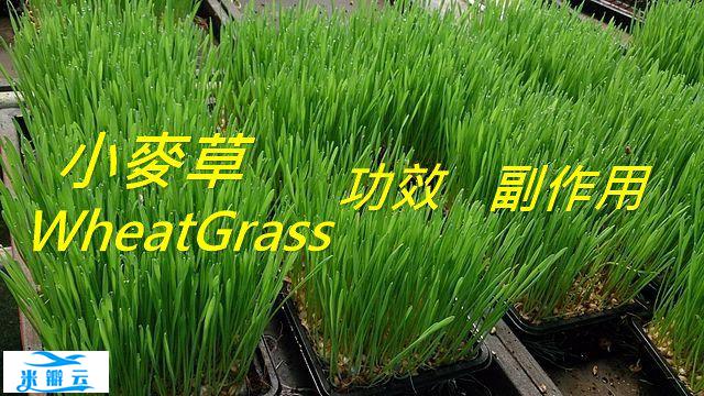 小麦草的4种功效及副作用（3点使用禁忌要小心）