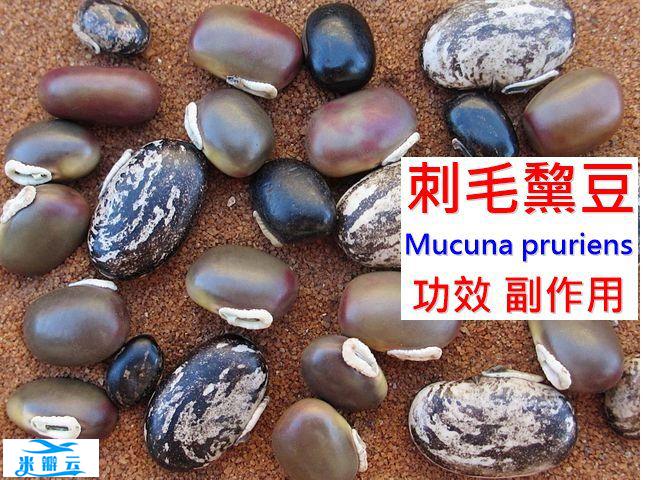 刺毛黧豆的4种功效及副作用（14点使用禁忌要小心）