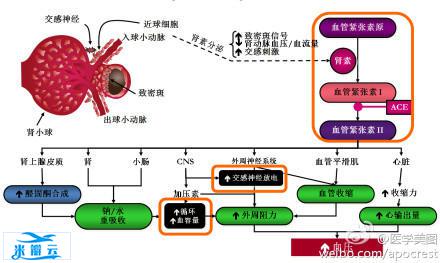 15张高血压医学美图，一文搞定高血压！