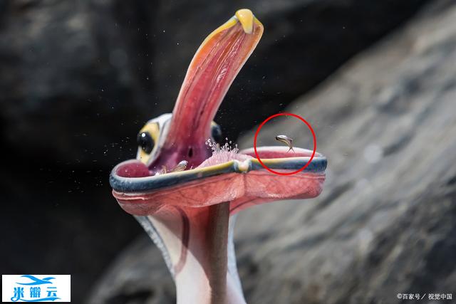 神奇定律之鲦鱼效应