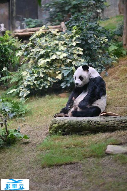 动物也会得抑郁症吗?圈养环境下的刻板行为,揭示它们的心理...