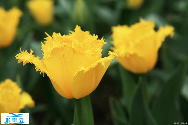 保持微笑,这是你生命力的源泉,她可以你在困境中更从容自信...